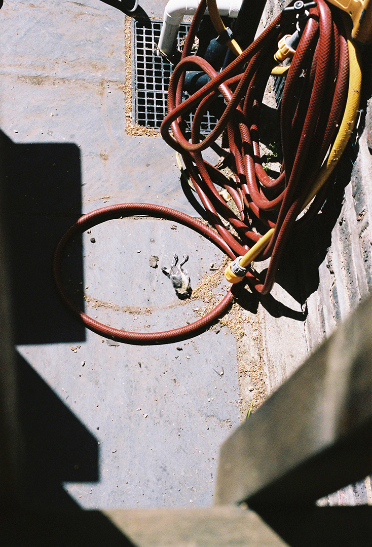 Marie Déhé Photographer for Domestic Photography